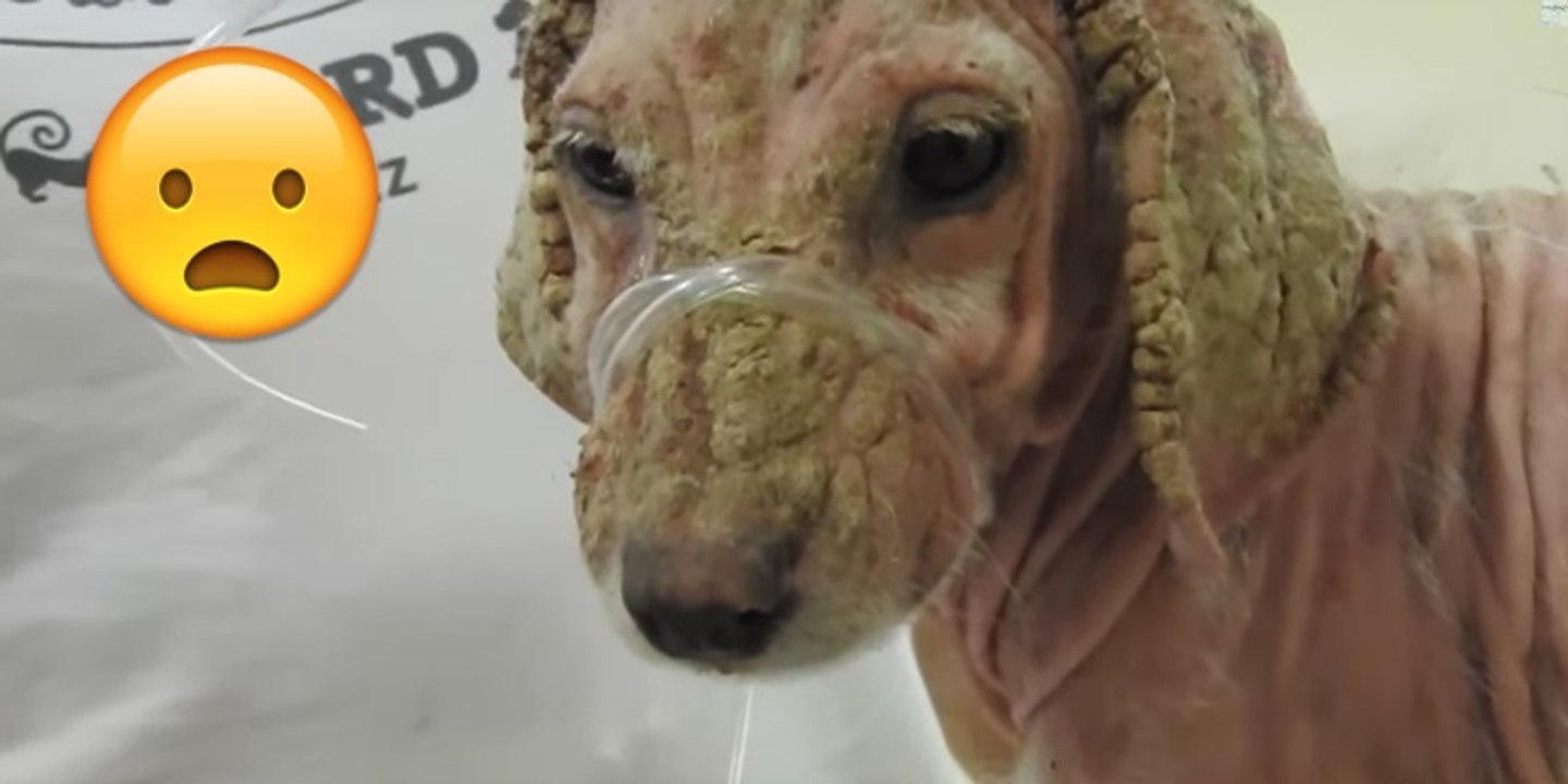 Der kleine Welpe wurde von allen verlassen und verstoßen! Doch dann passiert, woran keiner mehr geglaubt hat!