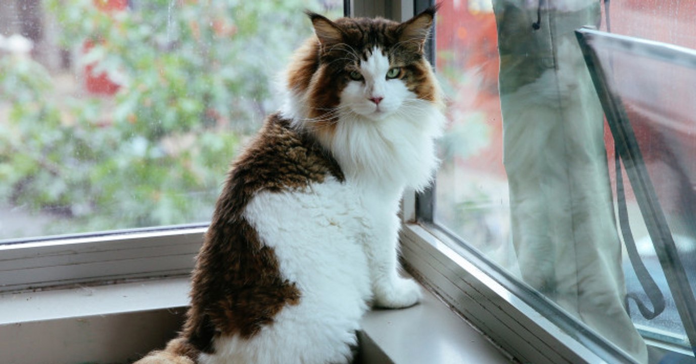 Samson ist die wohl größte katze in new york