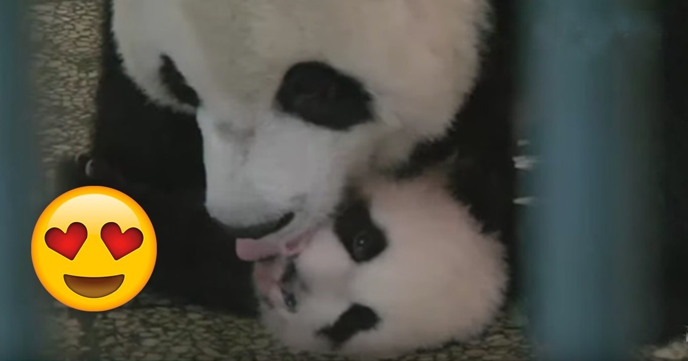 Pandamama kuschelt mit ihrem Kleinen