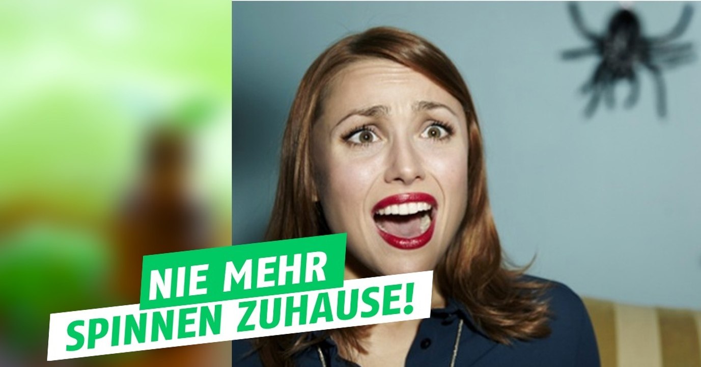 Minzöl hilft gegen Spinnen