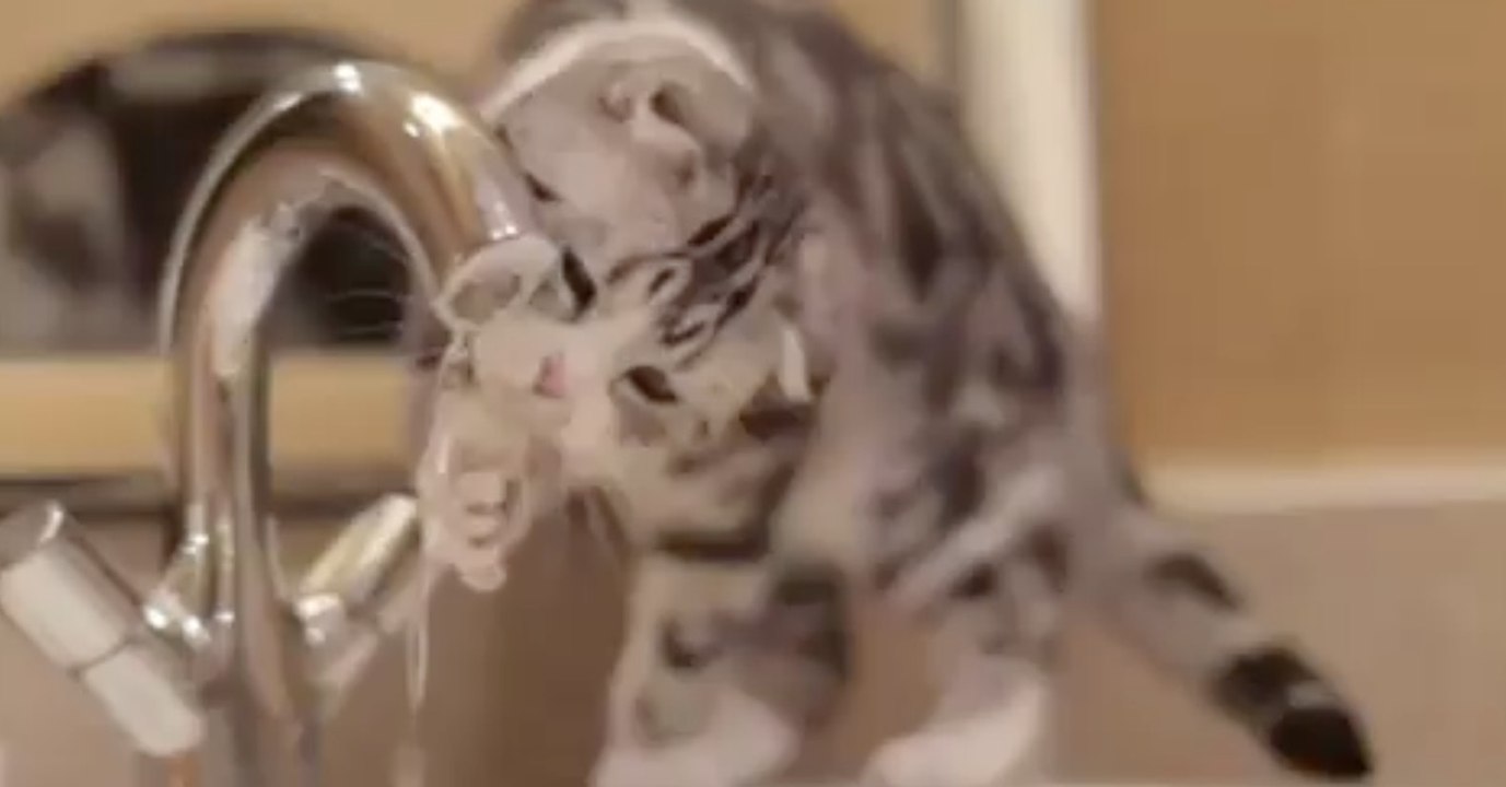 Diese Katze ist unheimlich fasziniert von dem Wasserhahn! Doch was sie gleich macht, wird euch zum Schmunzeln bringen!