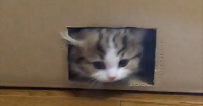 Ihr werdet nicht glauben können, was gleich nach dem Kätzchen aus dem Karton kommt!