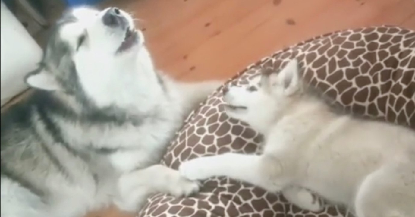 Der Hundepapa lernt seinem Kleinen heute etwas ganz Besonderes!