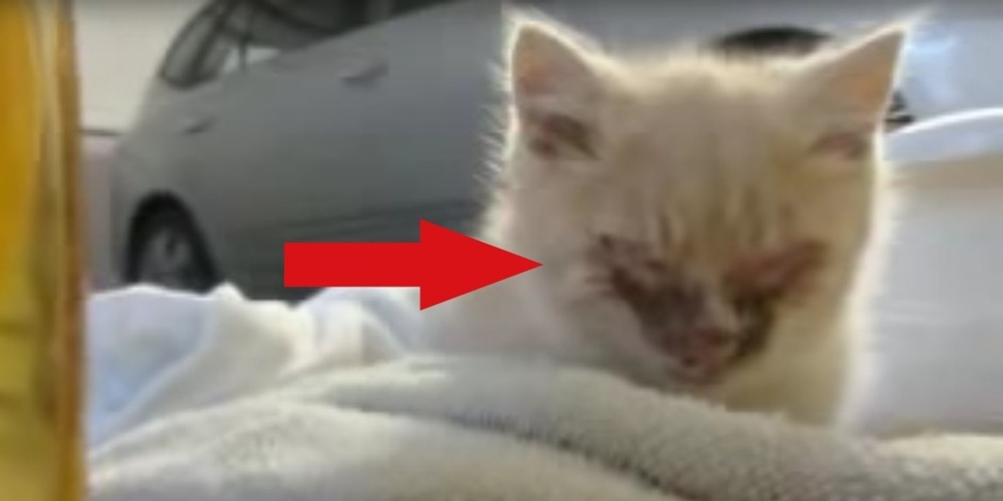 Das arme Kätzchen lag verwahrlost und fast blind im Schnee! Doch dann...