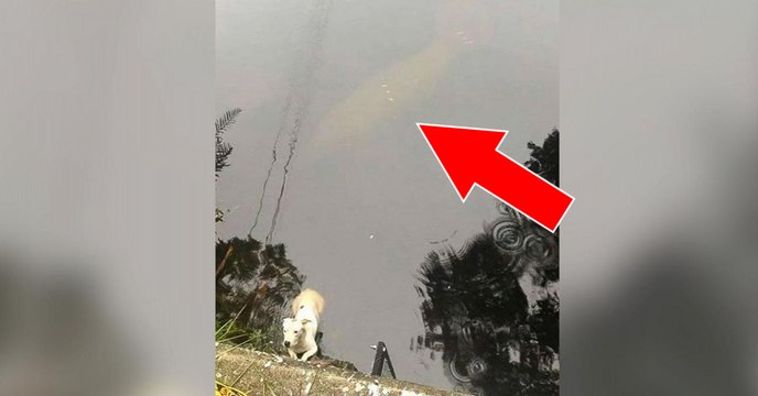 Ein ins Wasser gefallener Pitbull wird von einer Seekuh umsorgt