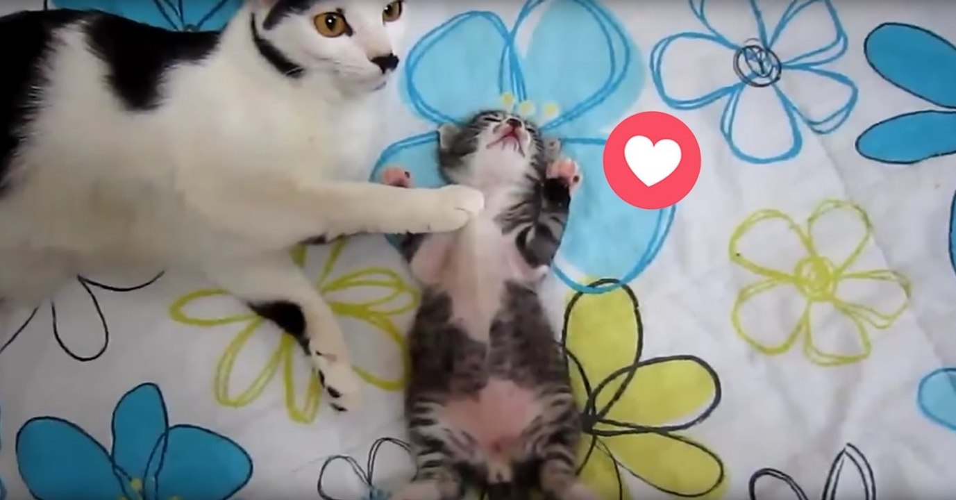 Diese Katzenmama hat eine ganz besondere Art ihr Kleines zum Schlafen zu bringen! Der Wahnsinn!