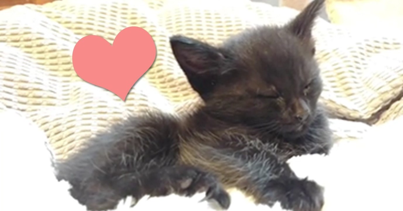 Als das Kätzchen aufwacht, passiert etwas magisches!