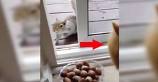 Dieses Eichhörnchen hätte gerne eine Nuss, doch dann sieht es die Katze! Was passiert ist einfach stark!