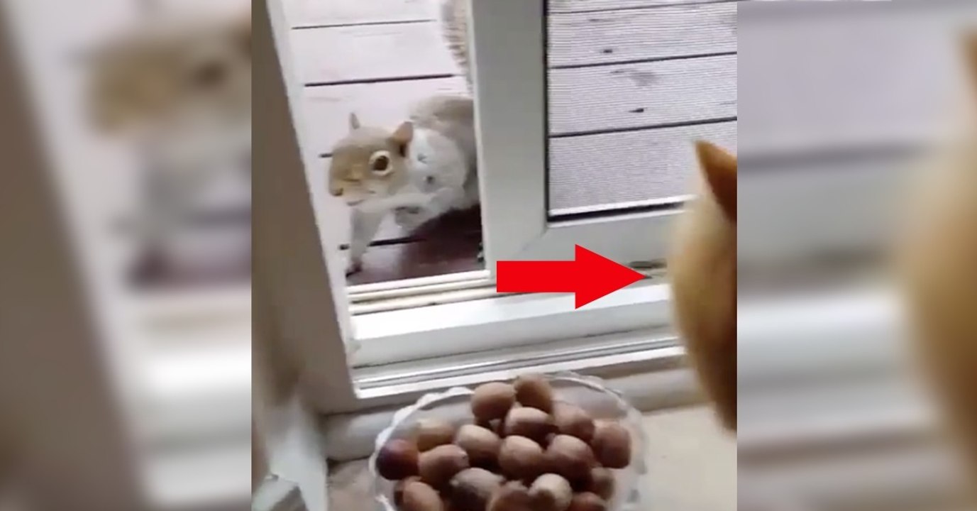 Dieses Eichhörnchen hätte gerne eine Nuss, doch dann sieht es die Katze! Was passiert ist einfach stark!