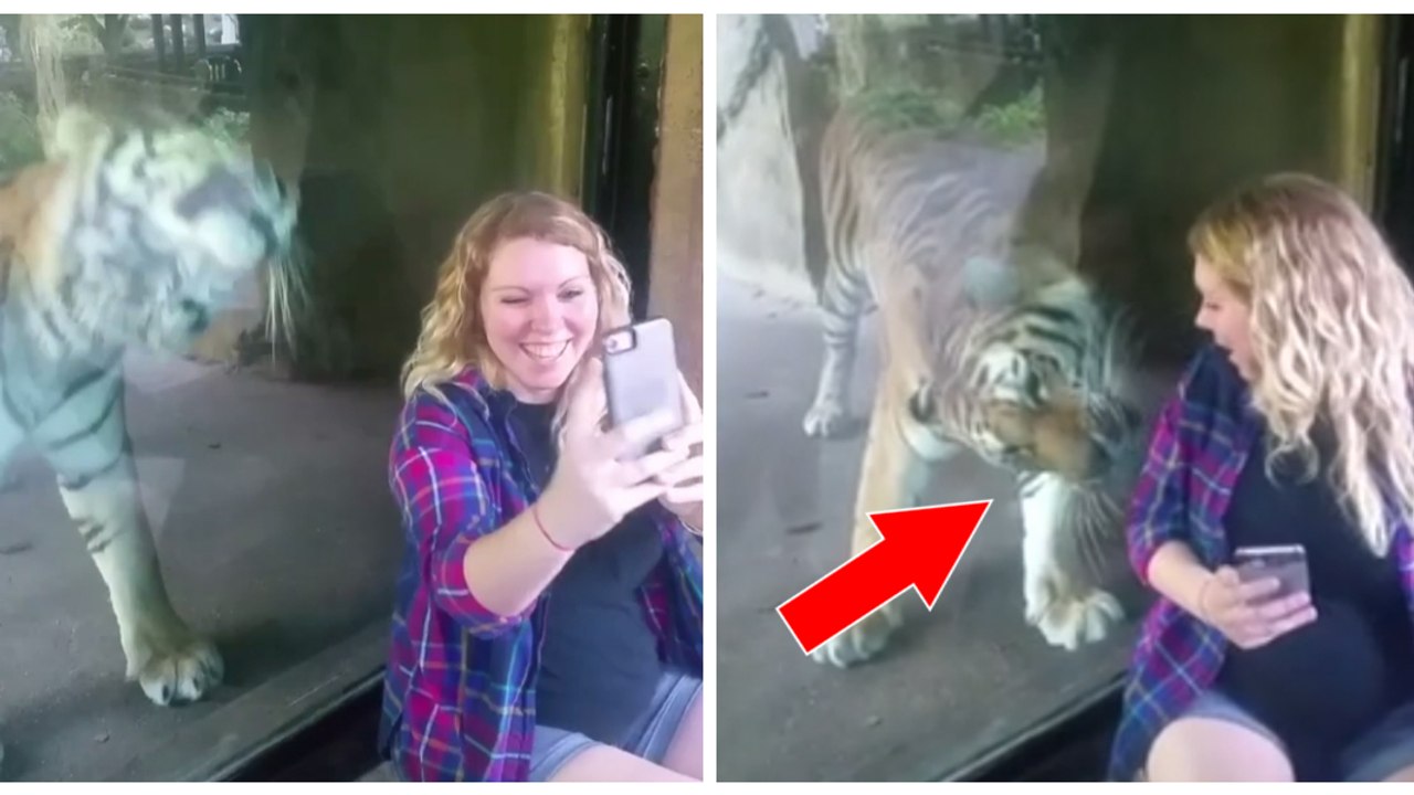 Eine Tigerin liebkost den Bauch einer Schwangeren durch die Scheibe ihres Geheges