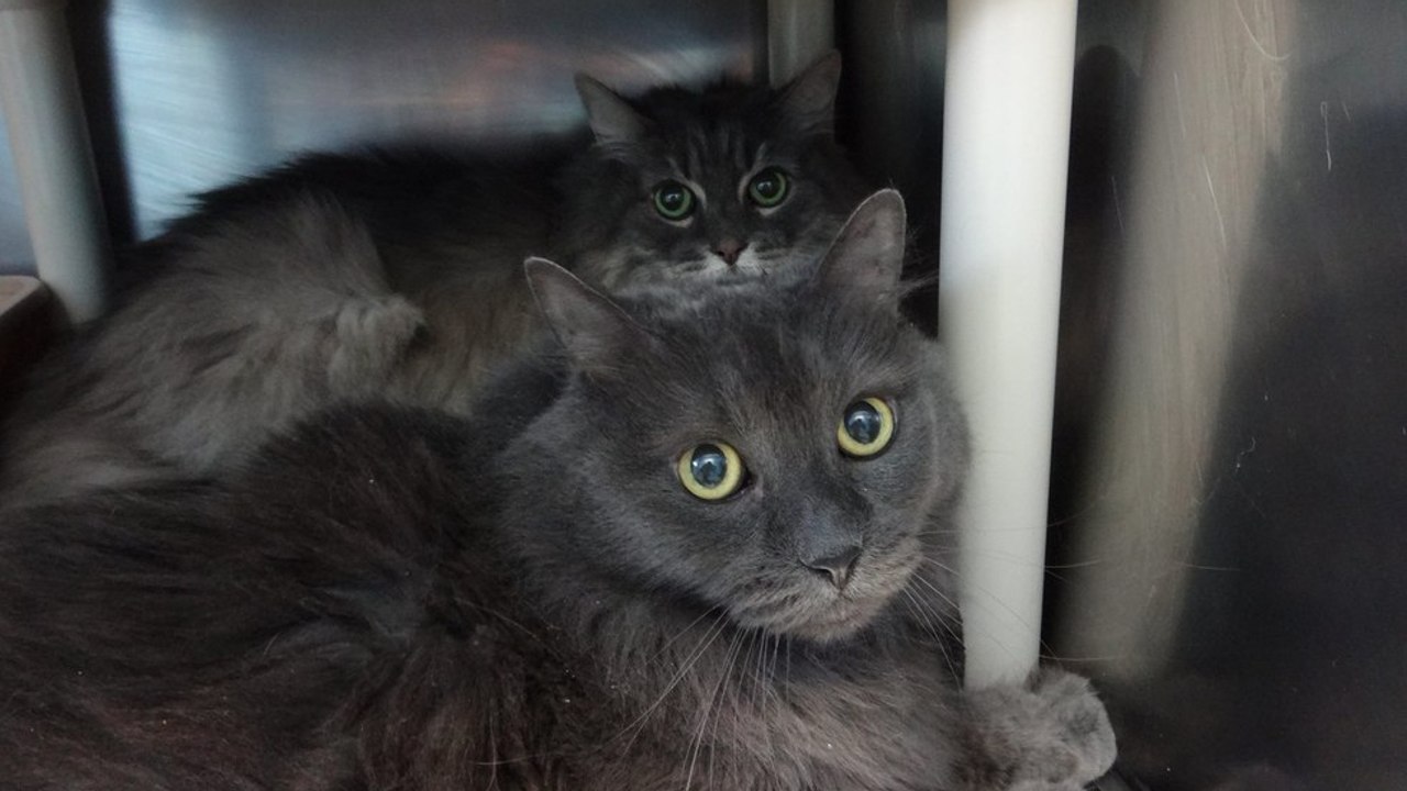 Ein Mann, der sich nicht mehr um seine Katzen kümmern kann, gibt ihnen eine zweite Chance