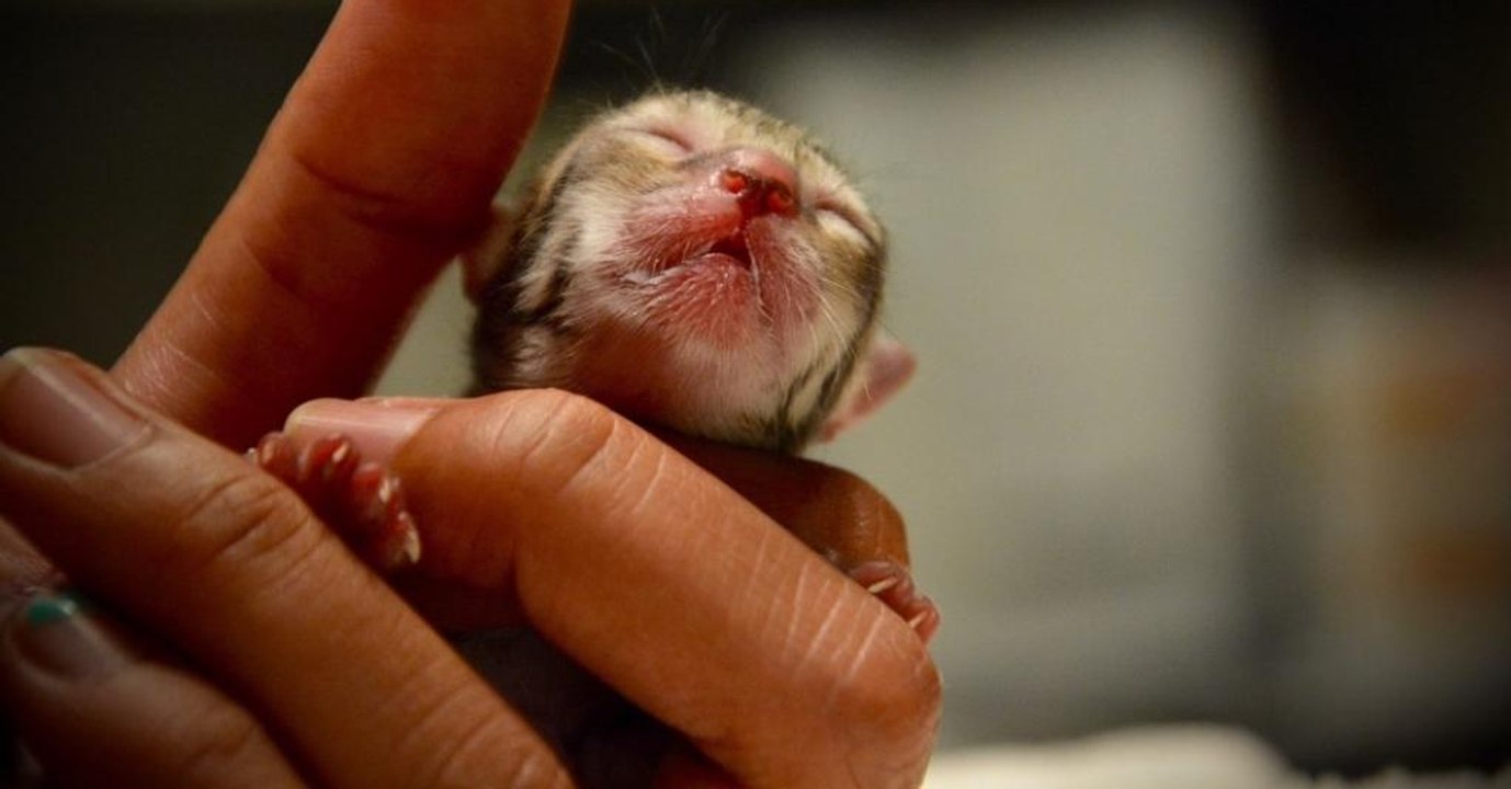 Familie macht schockierende Entdeckung, als sie dieses Kätzchen aus dem Wald mitnehmen