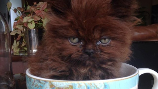 Sie adoptiert ein verwaistes Kätzchen. Ein Jahr später ist es nicht wiederzuerkennen