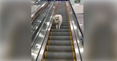 Sein Herrchen hat einfach die Leine los gelassen. Als der Hund merkt, dass er alleine auf der Rolltreppe ist, reagiert er einfach genial!