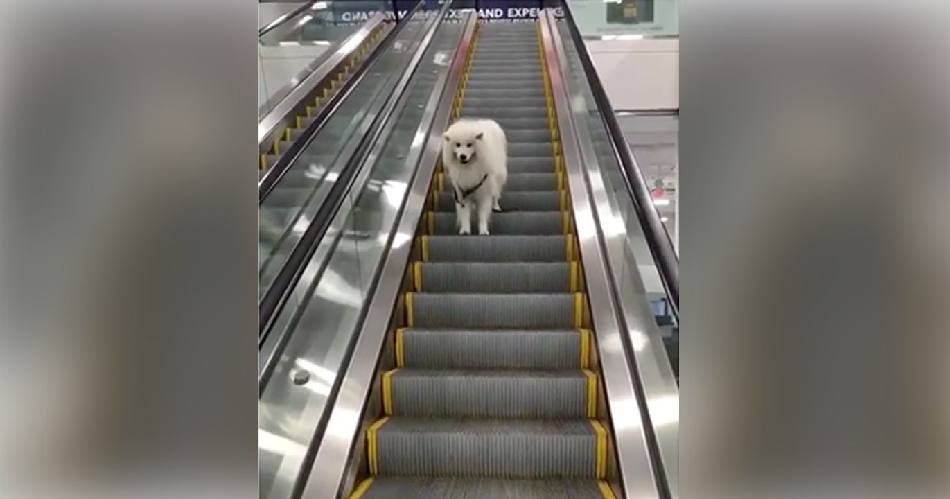 Sein Herrchen hat einfach die Leine los gelassen. Als der Hund merkt, dass er alleine auf der Rolltreppe ist, reagiert er einfach genial!