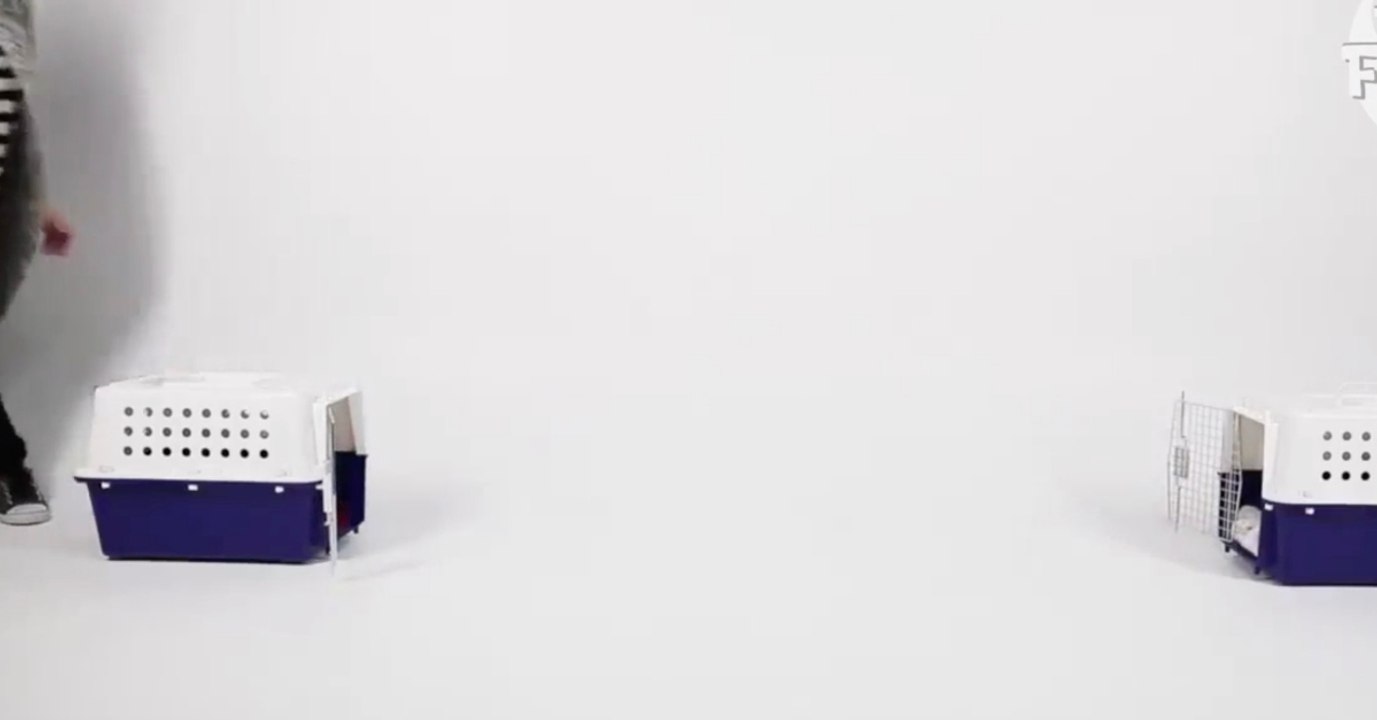 Was gleich aus diesen Transportboxen frei gelassen wird, lässt euch das Herz aufgehen!