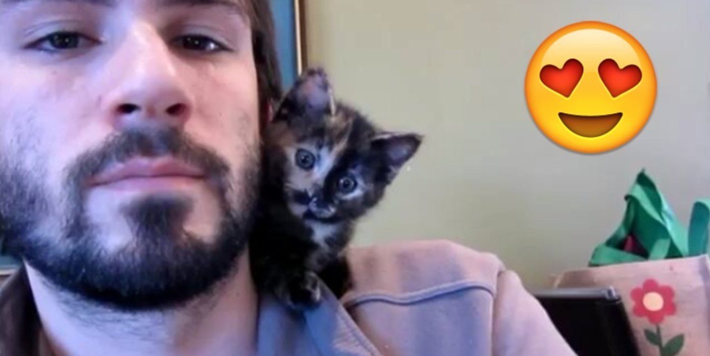 Dieses kleine Kätzchen gibt seinem Herrchen einen Kuss!