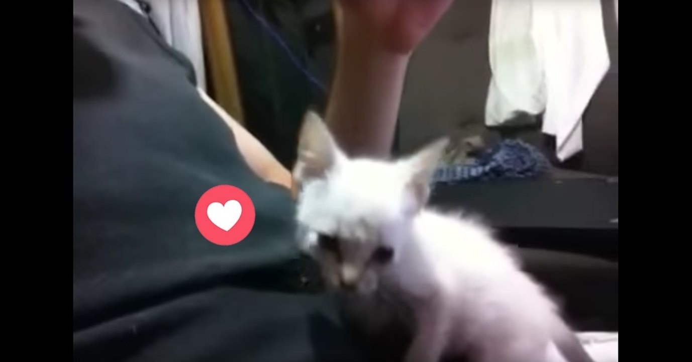 Kätzchen schmust mit seinem Herrchen