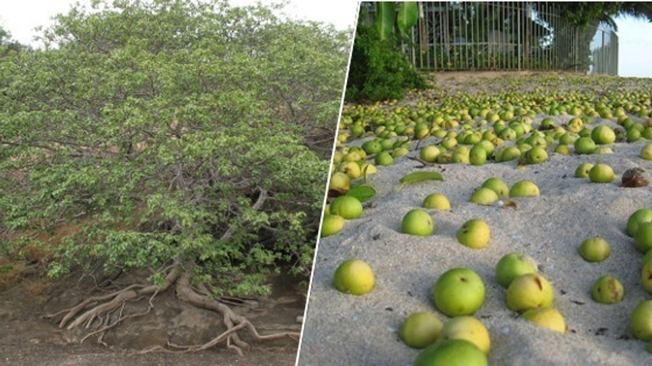 Manchinelbaum: Seine Früchte und Blätter sind extrem giftig