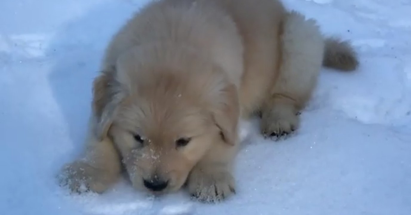 Dieser kleine Welpe liebt Schnee! Was er gleich macht, bringt euch zum Schmunzeln!