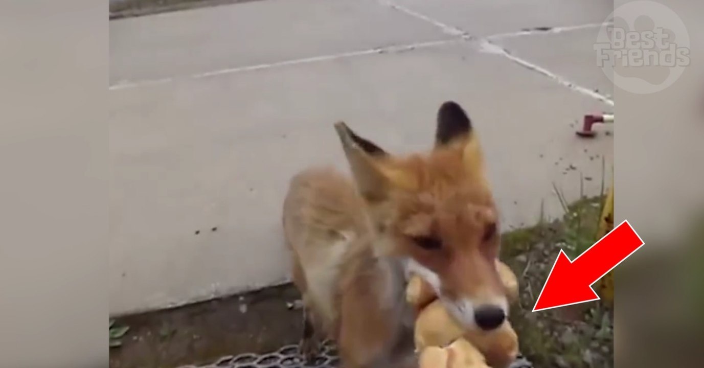 Dieser Fuchs versucht so viel Brot wie möglich mit in sein Versteck zu nehmen!