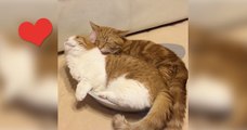 Munchkin-Katzen kuscheln in einer Schüssel