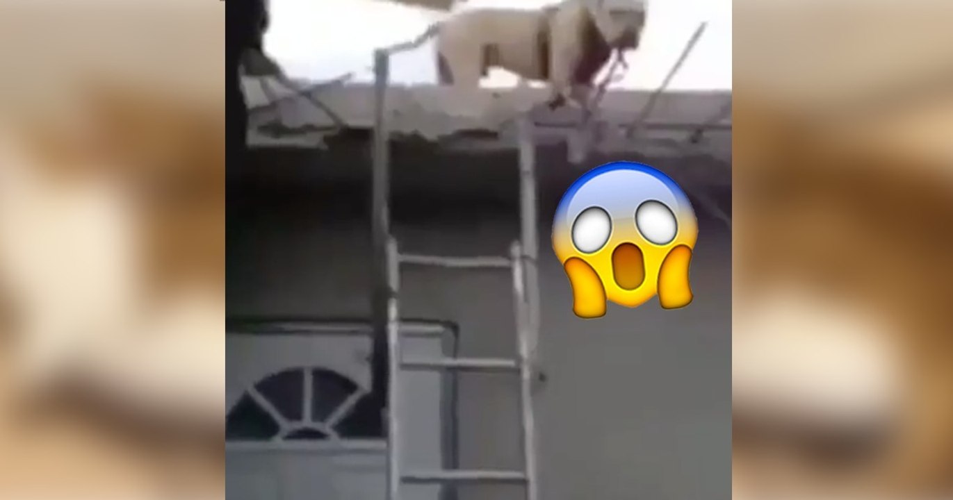 Dieser Pitbull steckt auf dem Dach des Hauses fest! Doch was er gleich macht, habt ihr noch nicht gesehen!
