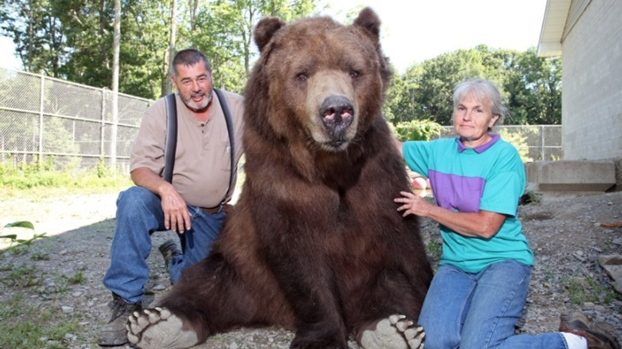Kodiakbär jimmy und seine adoptiveltern susan und jim kowalczik haben eine ganz besondere beziehung!