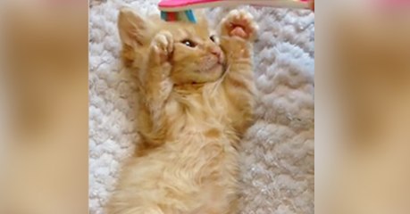 Kätzchen spielt mit Zahnbürste