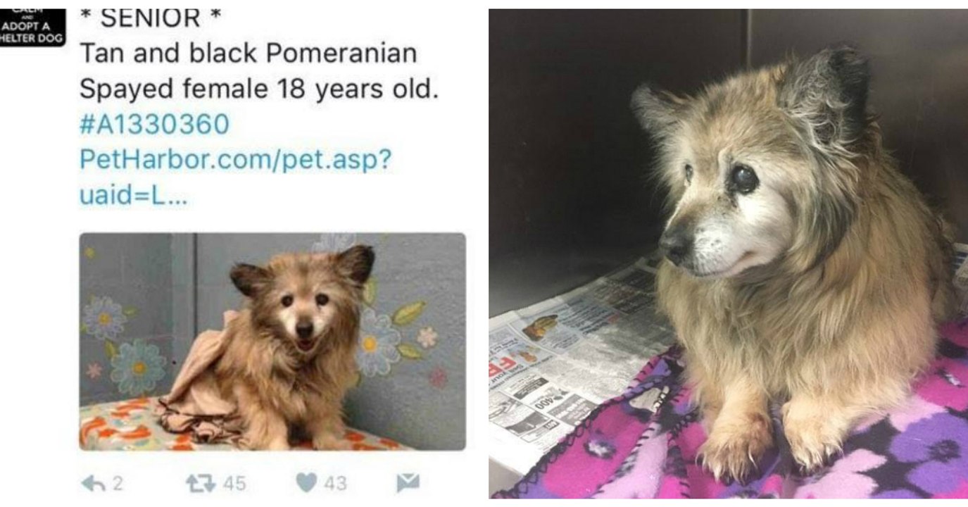 Diese Frau rettet einen alten 18-jährigen Hund, der im Tierheim eingeschläfert werden sollte