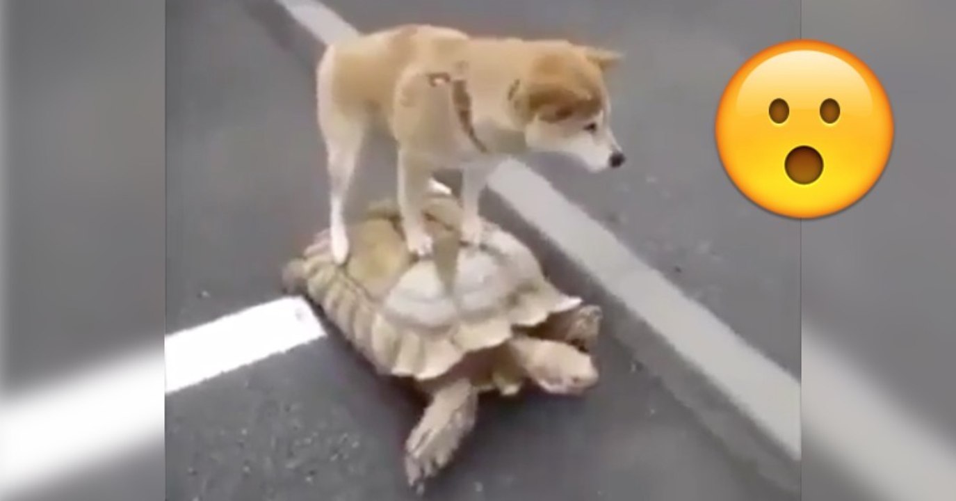 Hund reitet auf Schildkröte