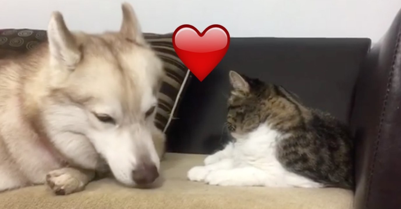 Der Husky möchte mit der Katze kuscheln, doch die hat da anderes im Sinn! Einfach zu süß!