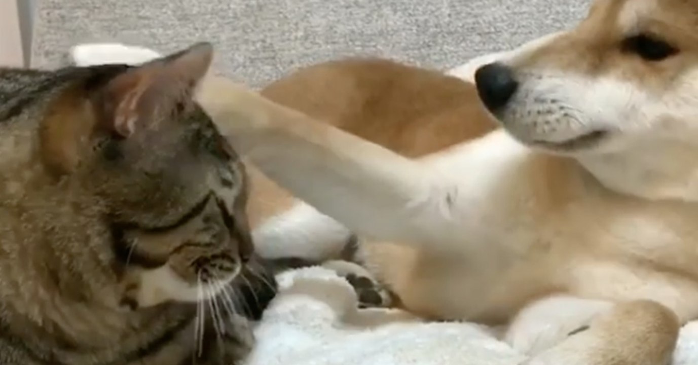 Der Hund kuschelt ganz friedlich mit der Katze, doch dann...