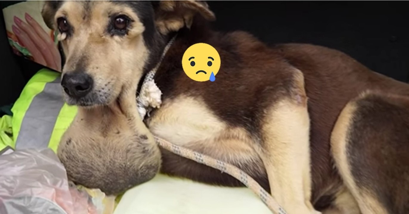Dieser Hund wurde angeschossen auf der Straße gefunden! Doch dann geschah das Unglaubliche!