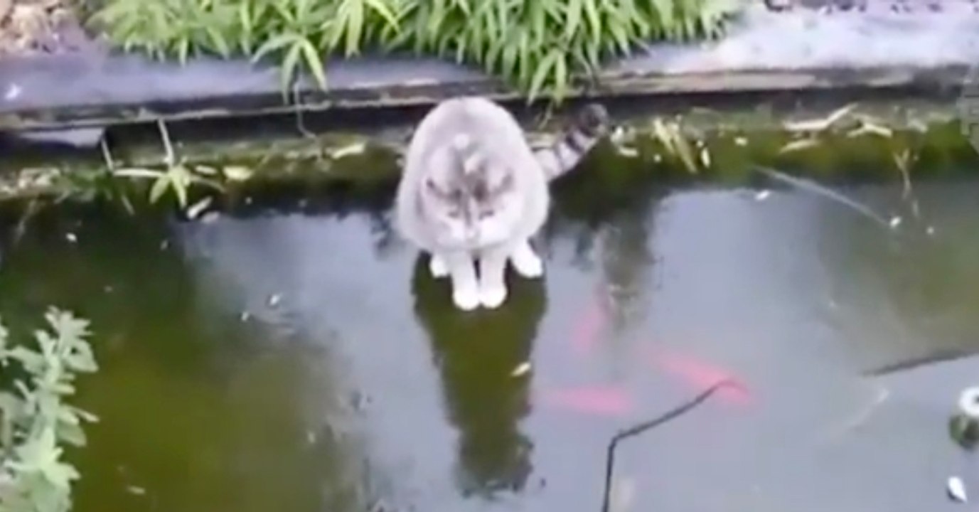 Die Katze will Fische fangen, doch mit einer Sache hat sie nicht gerechnet