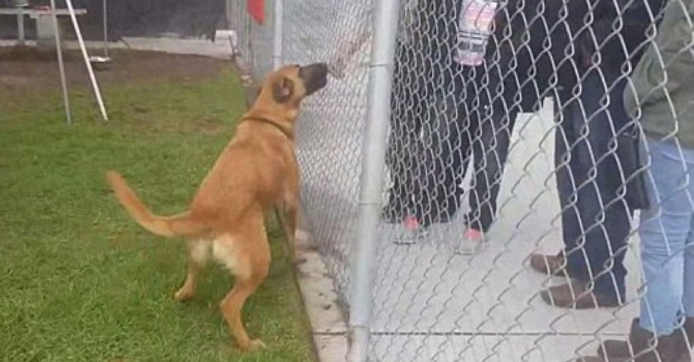 Was diese Familie vor den Augen ihrer Hündin im Tierheim tut, ist grausam