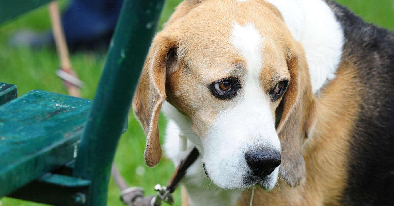 Tierschutzorganisation macht traurigen fund bei einer pflegefamilie für tiere