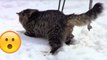 Siberische Katzen spielen im Schnee!