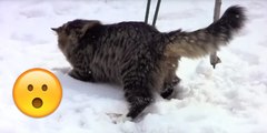 Siberische Katzen spielen im Schnee!