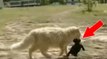 Eine Katze adoptiert einen Wurf junger Hunde, der von der Hundemutter verstoßen wurde