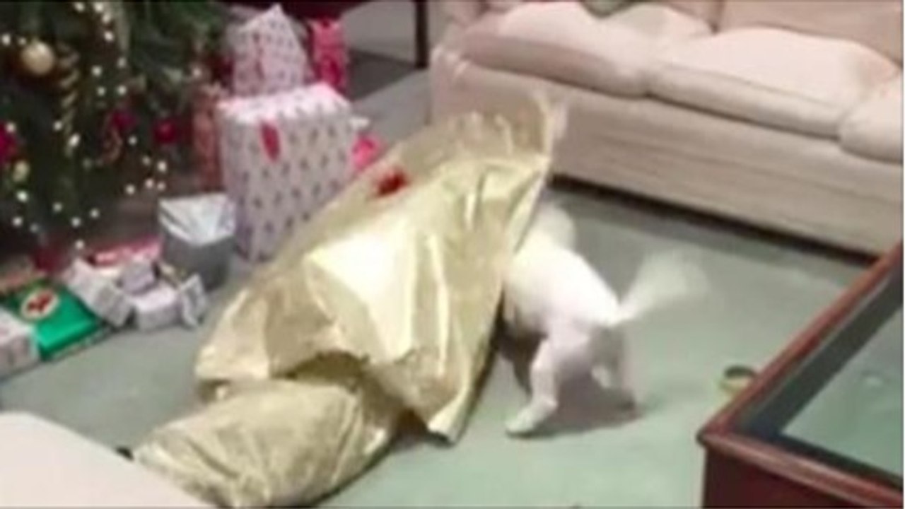 Dieser Hund wird total verrückt vor Freude, als er sein Geschenk auspacken darf!