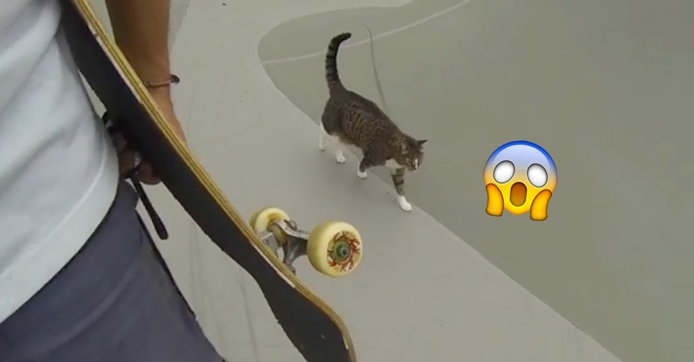Katze skatet