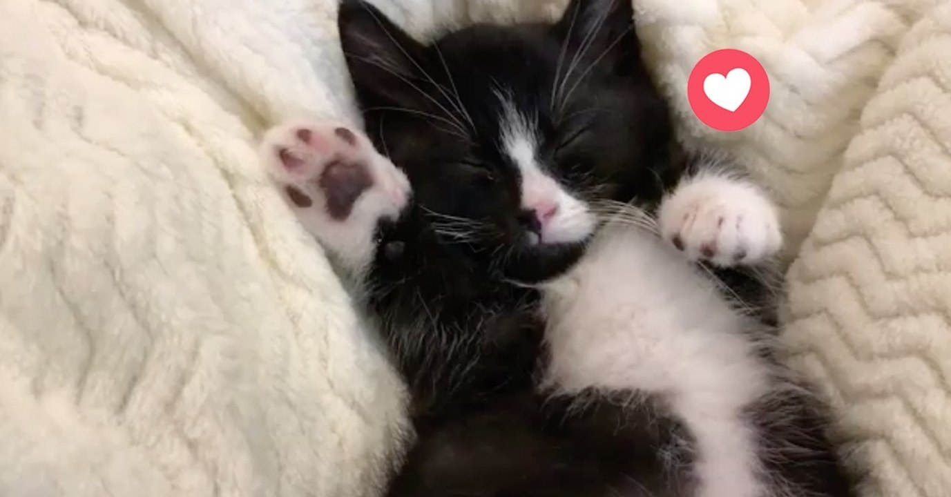 Dieses Kätzchen schläft so süß! Doch dann...