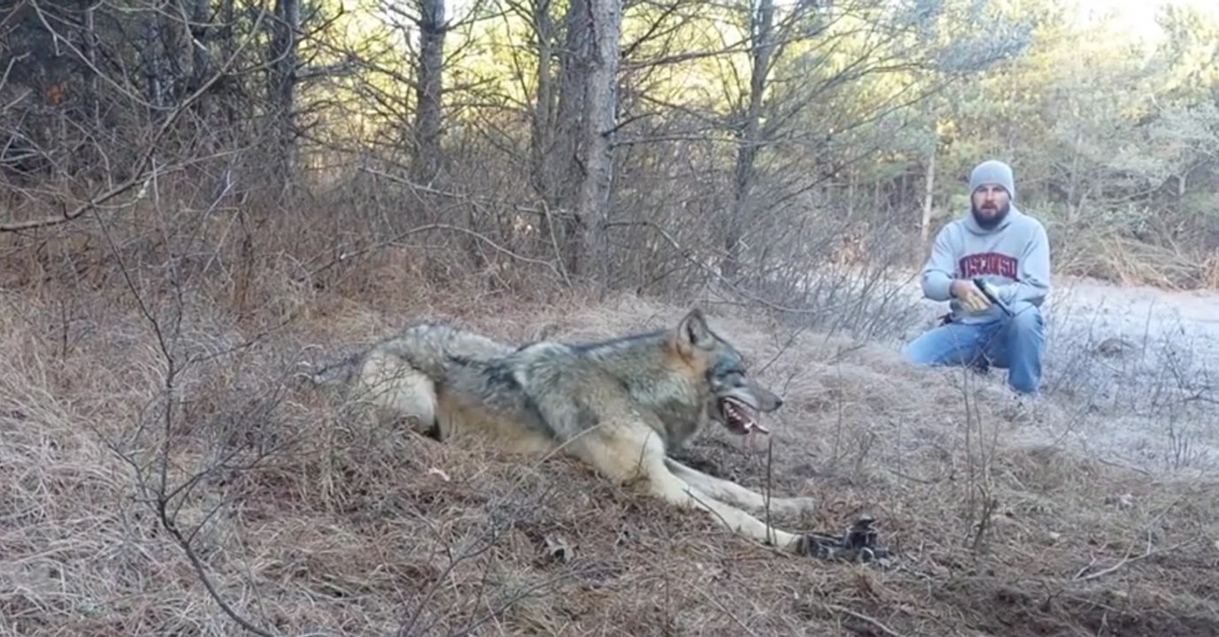 Wolf steckt mit Pfote in einer Falle fest und Mann mit Revolver nähert sich