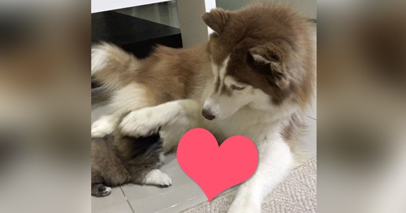 Dieser Welpe ist so glücklich seinen großen Huskyfreund zu sehen! Seine Reaktion ist wirklich bezaubernd!