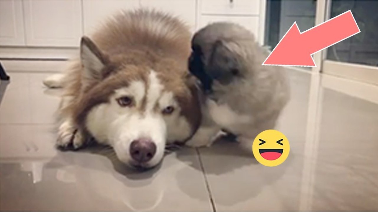 Dieser kleine Welpe braucht ganz viel Aufmerksamkeit! Was er gleich mit seinem großen Freund macht ist einfach herzig!