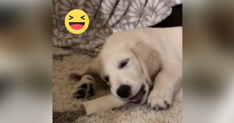 Descargar video: Als dieser kleine Golden Retriever Welpe mit seinem Knochen spielt, passiert etwas wirklich lustiges!