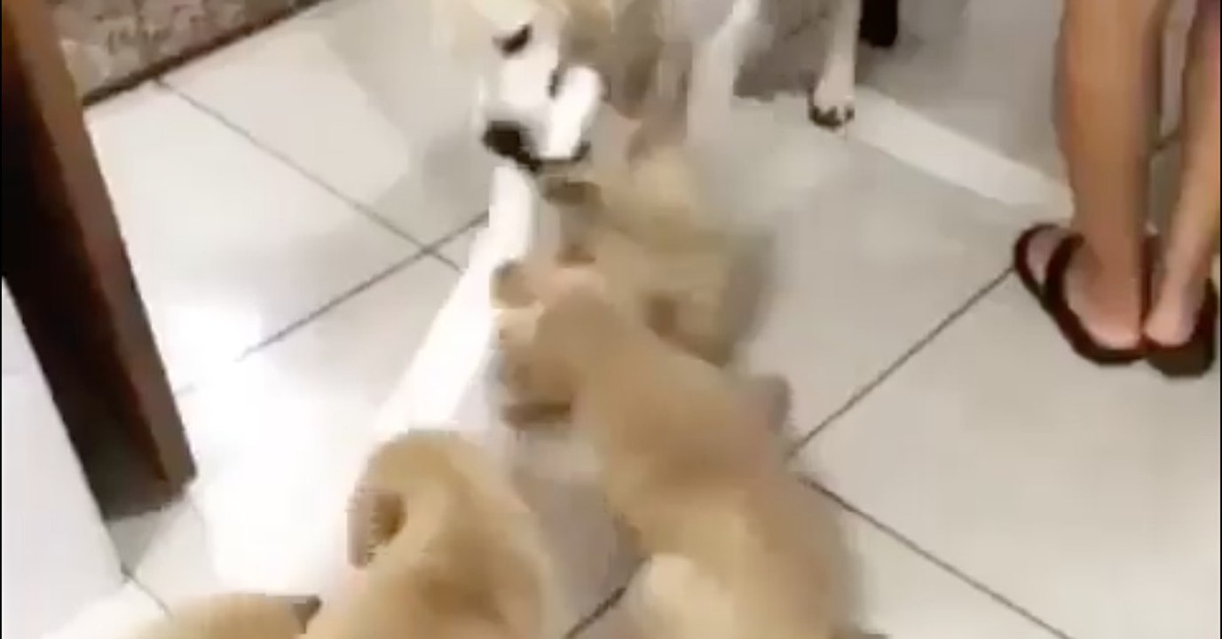 Dieser Golden Retriever Papa spielt mit seiner kleinen Bande! Doch achtet auf den Welpen ganz links! Einfach genial!