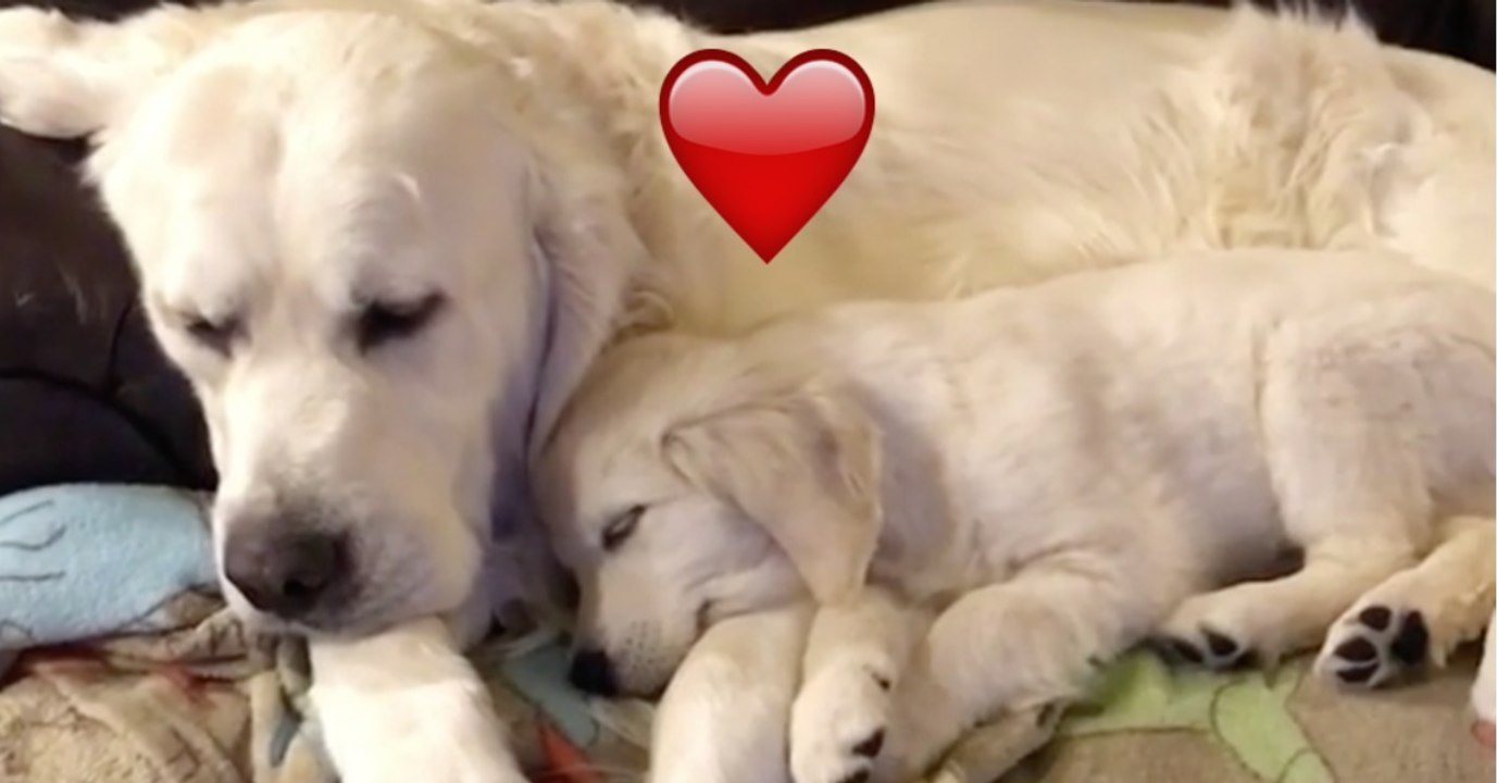 Diese beiden Golden Retriever kuscheln ganz wunderbar, doch dann...