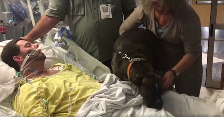 Diese Hündin durfte sich im Krankenhaus von ihrem sterbenden Herrchen verabschieden